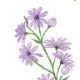 Drawing Flower