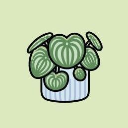 Plant (Plain)