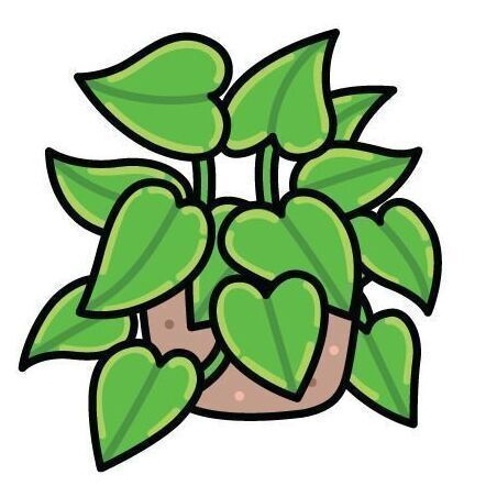 Pothos