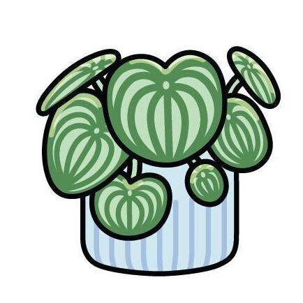 Watermelon Peperomia