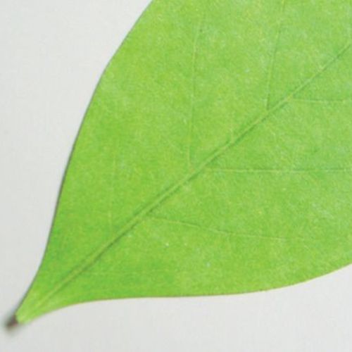 Leaf Sticky Note Collection - Image 7