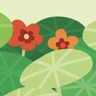 Nasturtiums