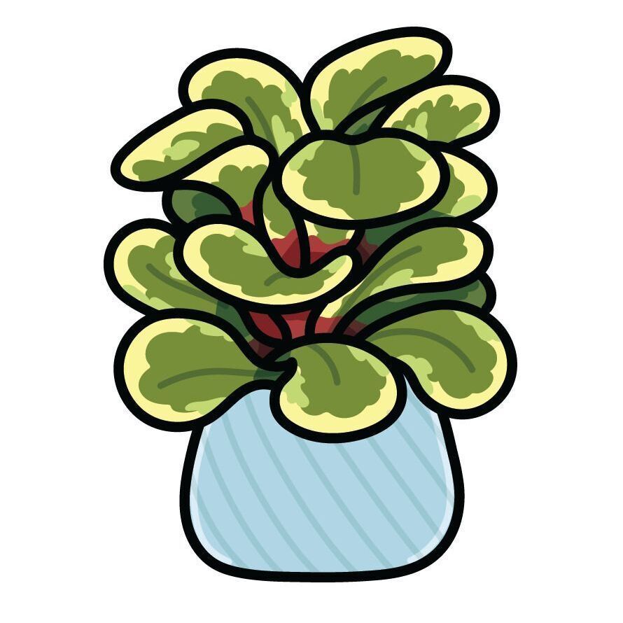 36 Baby Rubber Plant