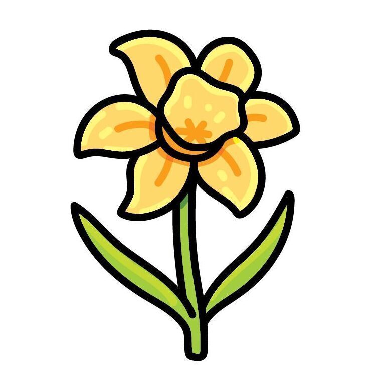 20 Daffodil
