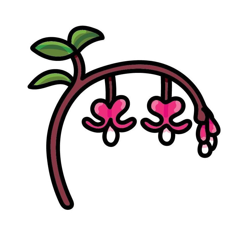 22 Pacific Bleeding Heart