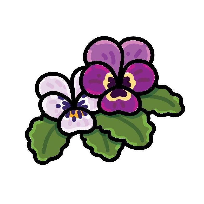 25 Pansy