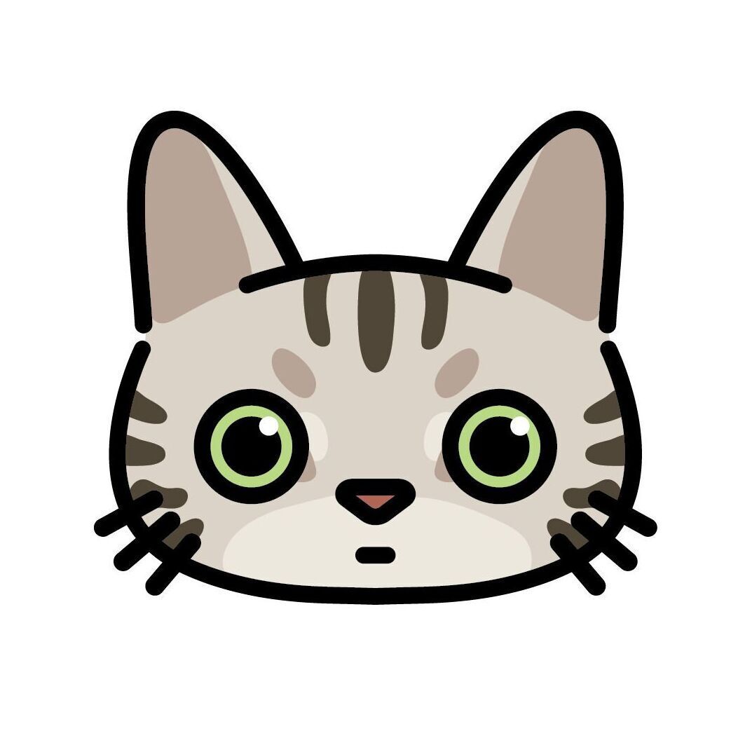03 American Shorthair