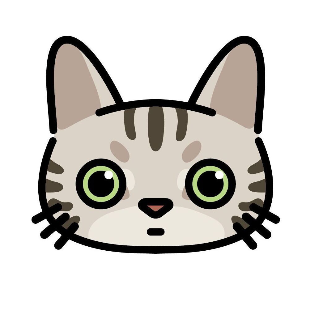 03 American Shorthair