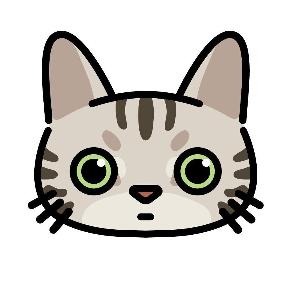 03 American Shorthair