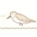 Sandpiper