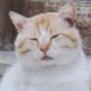 Little Moments (Cat)