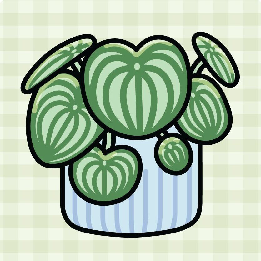 Watermelon Peperomia