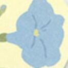 01 Morning Glory