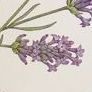 La Vie en Rose Planner, Lavender