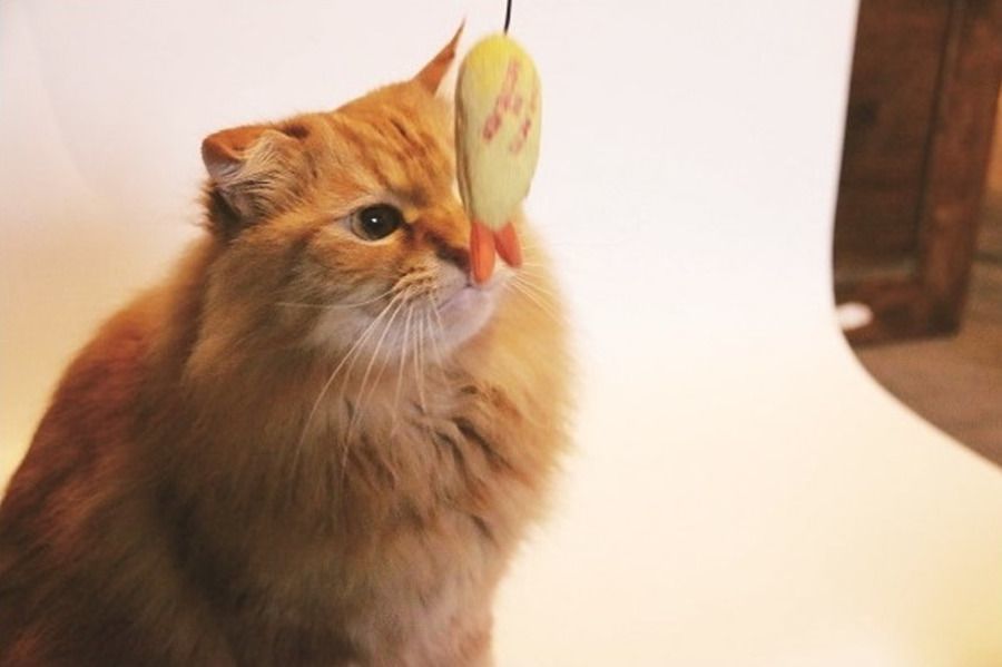 MochiThings Tempura Shrimp Cat Teaser Toy