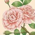 Flower Diary Scheduler, Rose (Pink)