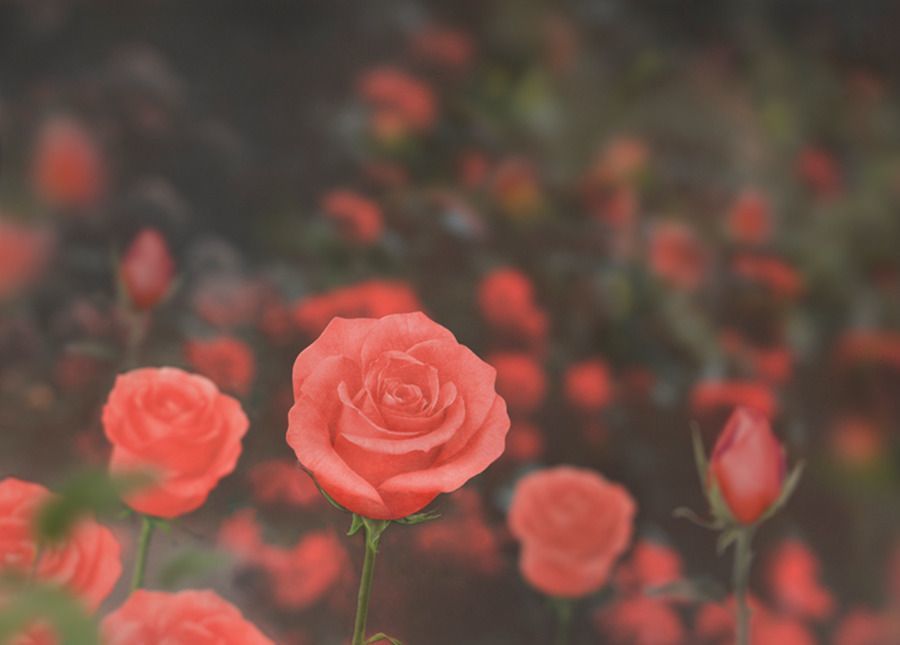 MochiThings Medium Rose Sticky Note