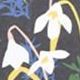 04 Snowdrop